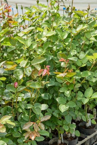 2026年4月28日 撮影