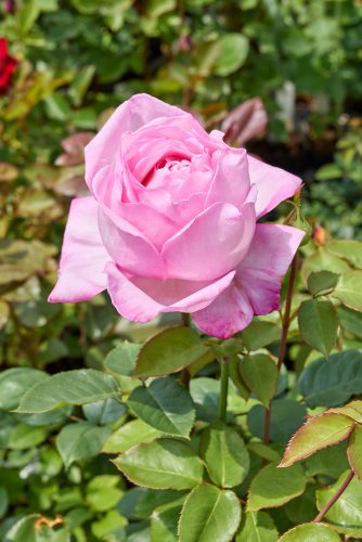 2026年4月28日 撮影