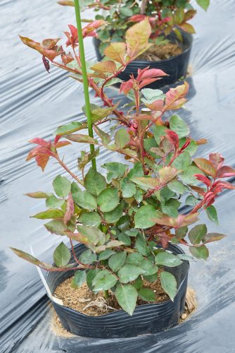 2026年4月30日 撮影