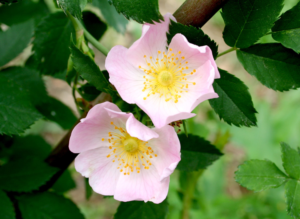 ロサ カニナ Rosa Canina 姫野ばら園 八ヶ岳農場