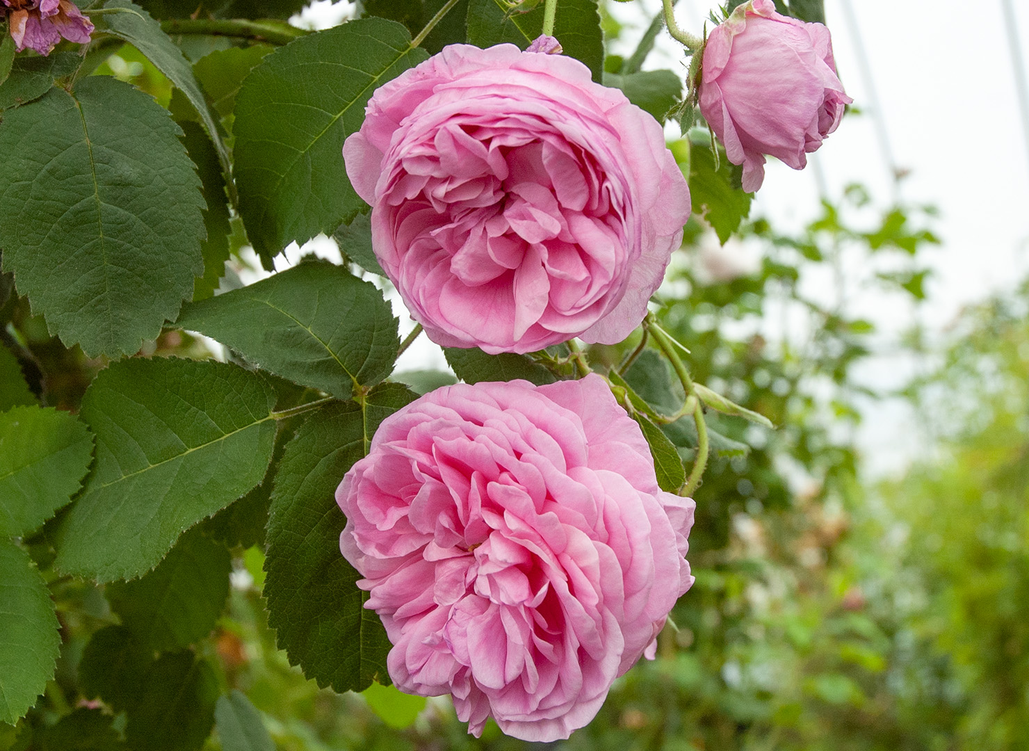 ロサ ケンティフォリア - Rosa centifolia