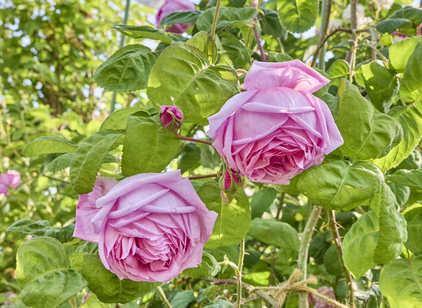 ロサ ケンティフォリア ブラータ - Rosa centifolia bullata