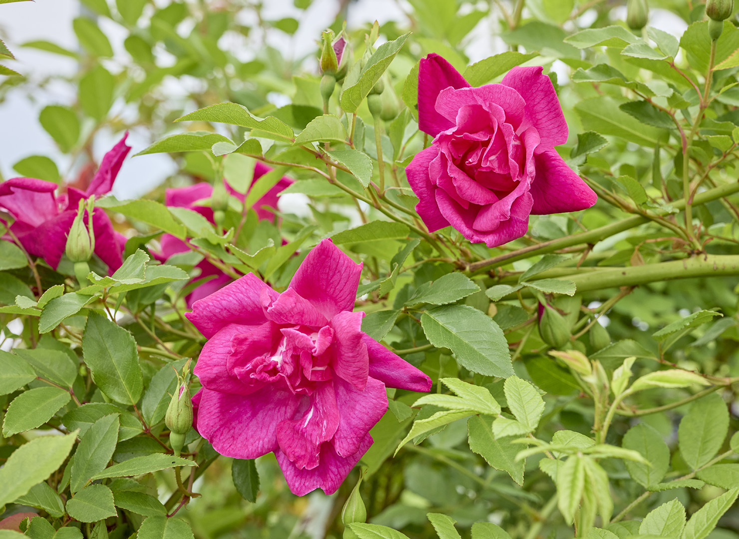 ロサ キネンシス - Rosa chinensis