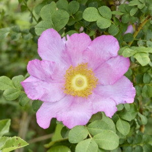 いざよいばら 一重 - Rosa roxburghii normalis