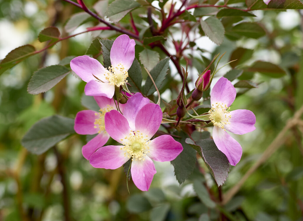 ロサ ルブリフォリア - Rosa rubrifolia