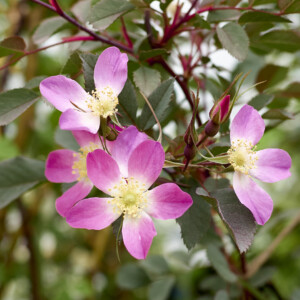 ロサ ルブリフォリア - Rosa rubrifolia