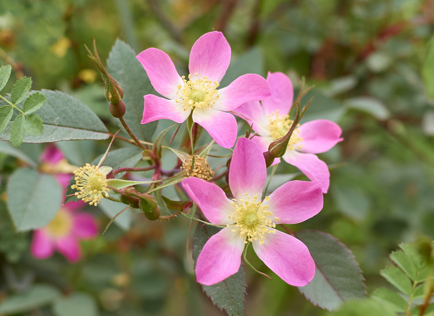 ロサ ルブリフォリア - Rosa rubrifolia