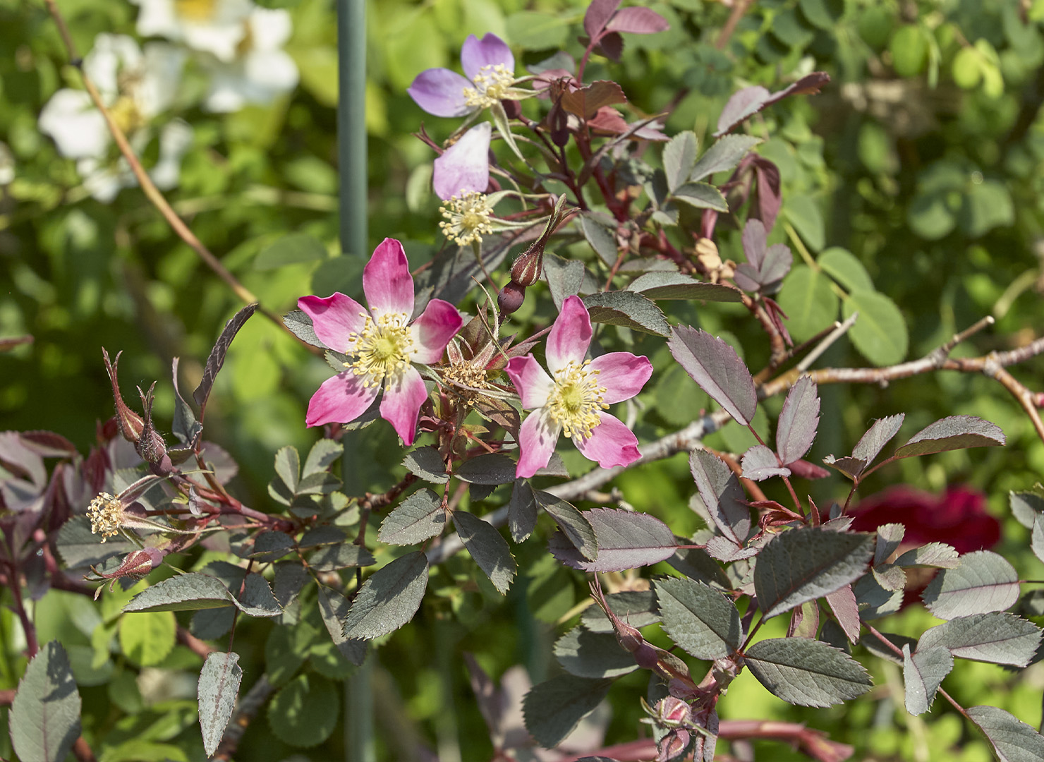 ロサ ルブリフォリア - Rosa rubrifolia