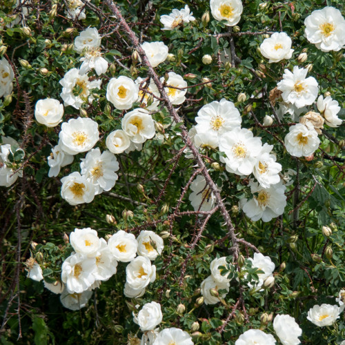 ロサ スピノシシマ ダブル ホワイト - Rosa spinosissima Double White