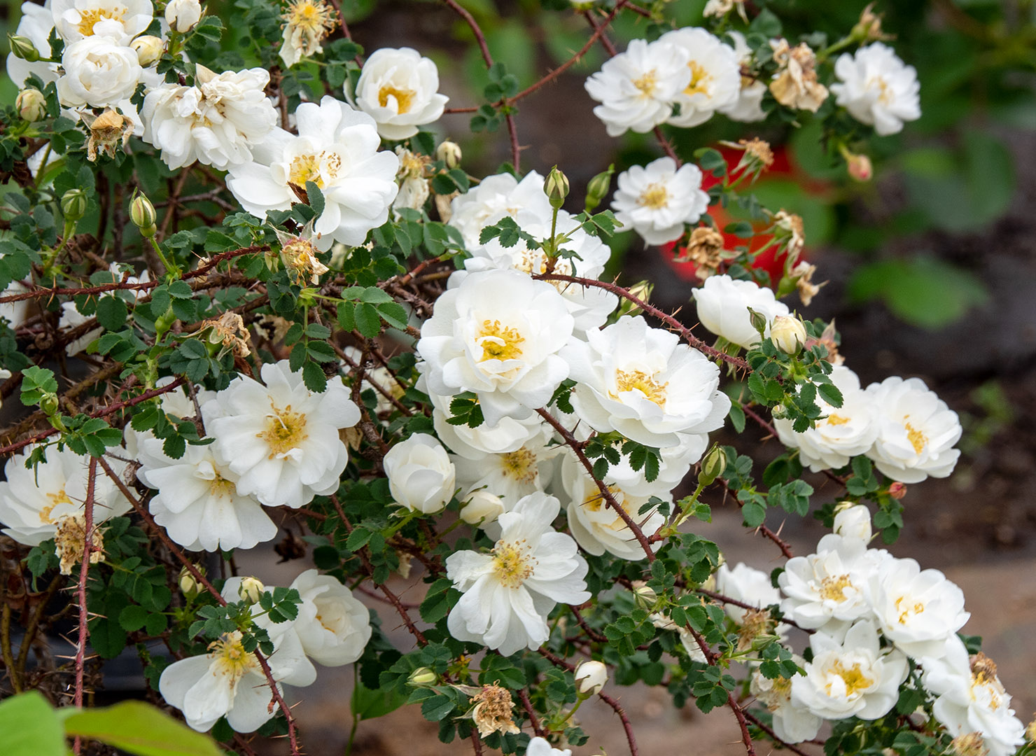 ロサ スピノシシマ ダブル ホワイト - Rosa spinosissima Double White