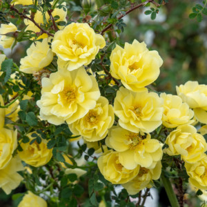 ロサ スピノシシマ ダブル イエロー - Rosa spinosissima Double Yellow