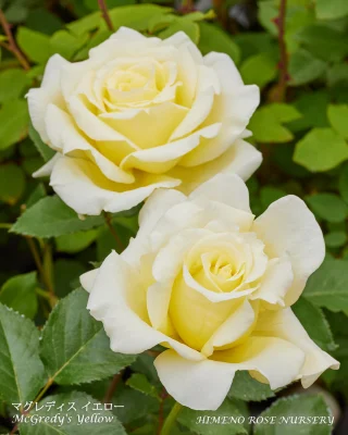 戦前を代表する黄色ばらの名花「ミセス PS デュポン」 | 姫野ばら園