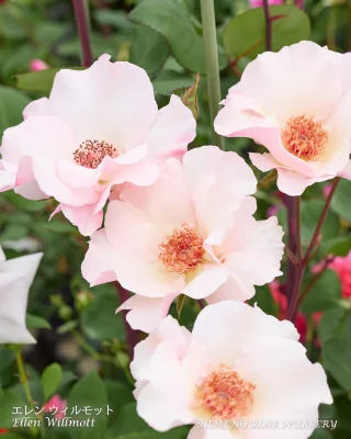 戦前を代表する黄色ばらの名花「ミセス PS デュポン」 | 姫野ばら園