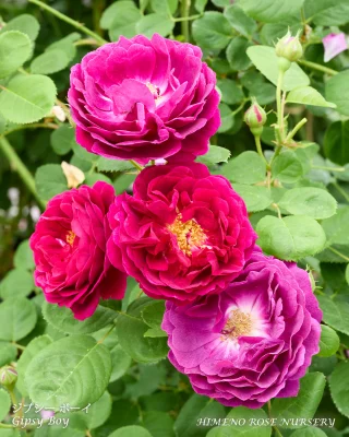 3月号】いにしえの香を現代に ダマスクローズとその交配種 | 姫野ばら