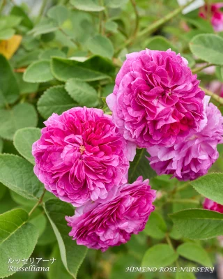 原種・原種系交雑種 （ばらの系統） | 姫野ばら園八ヶ岳農場