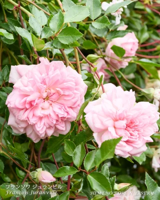 原種・原種系交雑種 （ばらの系統） | 姫野ばら園八ヶ岳農場