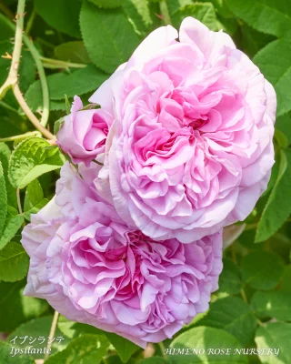 大幅値引き致します　バラ売り1冊約800円　1980年1981年1982年 10月号】現代ばら発展の礎となったマザー・ローズたち | 姫野ばら園