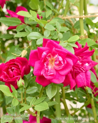 戦前を代表する黄色ばらの名花「ミセス PS デュポン」 | 姫野ばら園