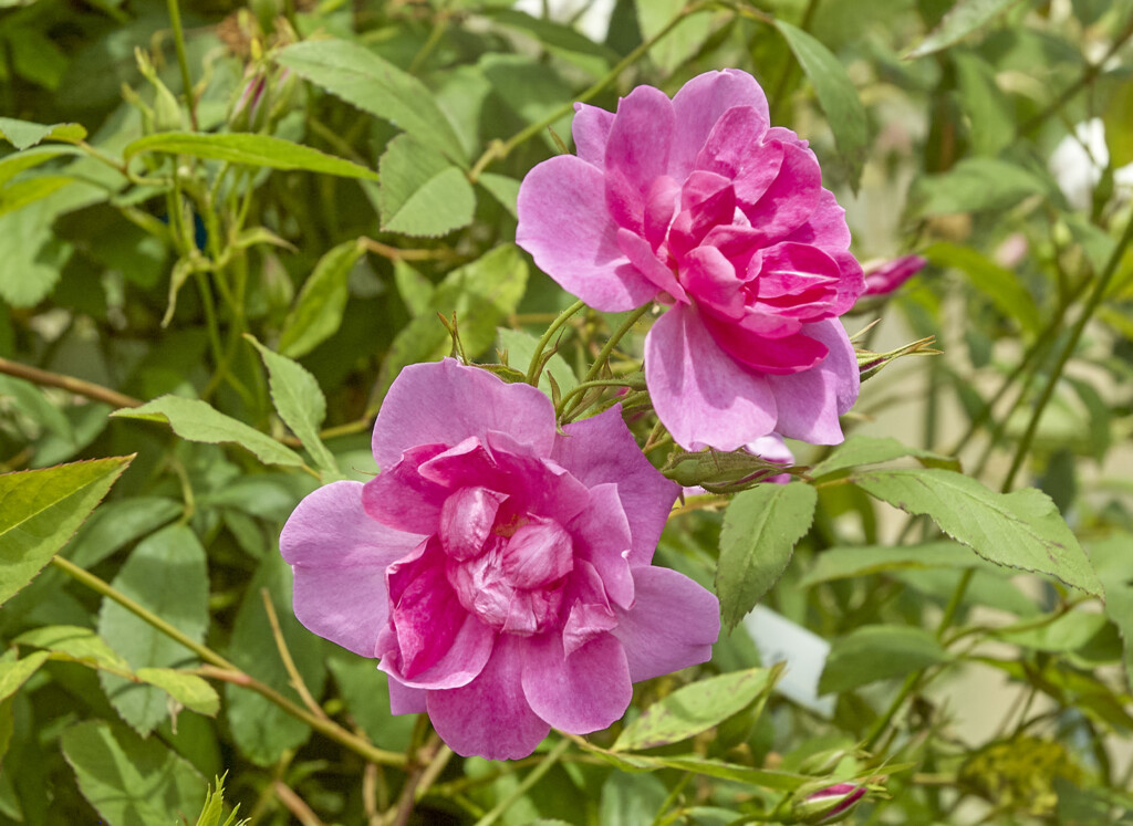 スワンプ ローズ Swamp Rose 姫野ばら園 八ヶ岳農場